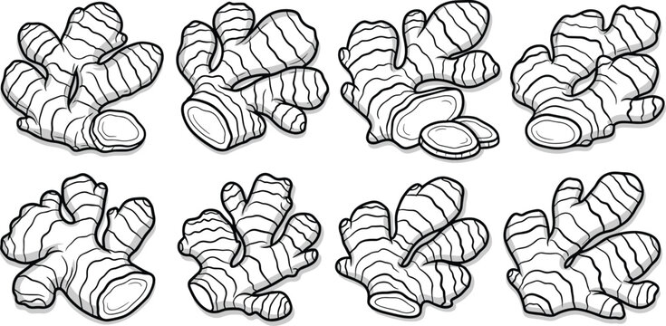 Hand Drawn Ginger Root Vector Set, Black and White Line Art Illustration, Fresh Organic Spice Ingredient Isolated on White Background