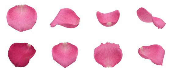 Pink rose petal set including diverse angles and curled shapes isolated. Romantic floral decoration and wedding confetti collection.