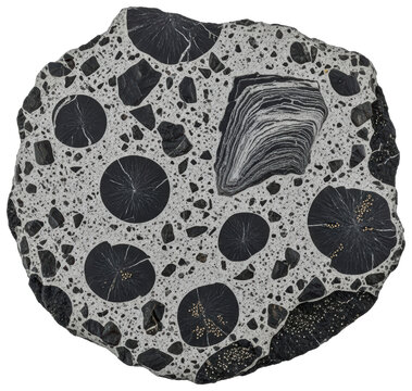 Polished slice of chondrite meteorite with black and white texture isolated with transparent background