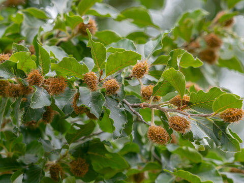 Eine Aufnahme von kleinen Zweigen einer Rotbuche (Fagus sylvatica) mit braunen, noch geschlossenen Fruchtbechern.