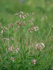 Fototapeta premium Die Aufnahme zeigt eine Gruppe von Pflanzen des Gewöhnlichen Leimkrauts (Selene vulgaris) auf einer Wiese.