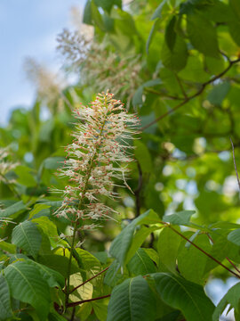Zu sehen ist eine Nahaufnahme des aufrecht stehenden Bl&uuml;tenstandes einer Strauch-Rosskastanie (Aesculus parviflora).