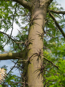 Die Aufnahme zeigt Dornen an einem Stamm der Wasser-Gleditschie (Gleditsia aquatica).
