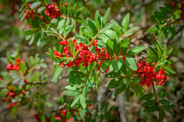 Mastic tree with red berries