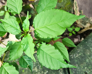 Fototapeta premium Leaves of Rivina Humilis plant. Also known as Bloodberry, Rouge plant, or Getih-getihan. It is a perennial herb and small shrub that grows wild in moist, shaded soil on rocks of Petiveriaceae family.