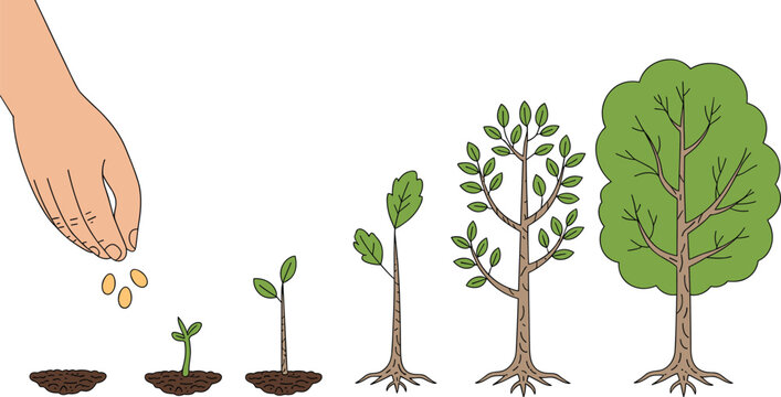 Tree growth stages illustration showing hand planting seeds, germination, seedling, young tree, and mature tree lifecycle for nature education and environmental concepts