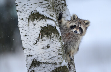 Racoon ( Procyon lotor ) close up