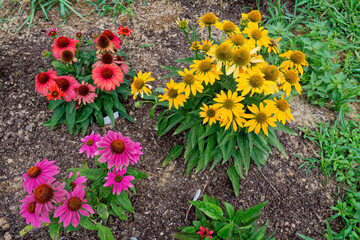 Variety of coneflowers in the garden