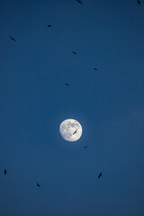 Flock of birds in flight with full moon in background