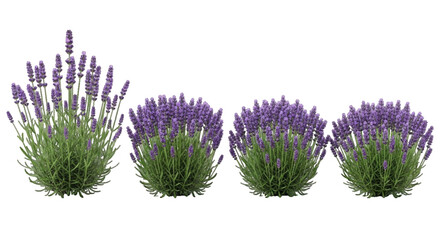 Vibrant purple lavender plants on transparent background. English lavender or Lavandula angustifolia plant collection, vector.  Set of four isolated lavender bushes on transparent Background. © bikram