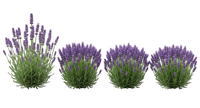 Vibrant purple lavender plants on transparent background. English lavender or Lavandula angustifolia plant collection, vector.  Set of four isolated lavender bushes on transparent Background.