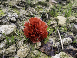Solitary wild carnation