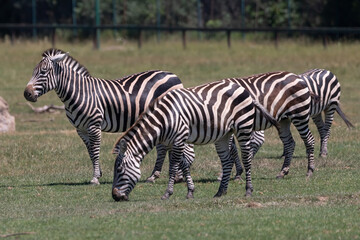 Fototapeta premium Plains Zebras (Equus quagga) Grazing in Sunlit Grassland