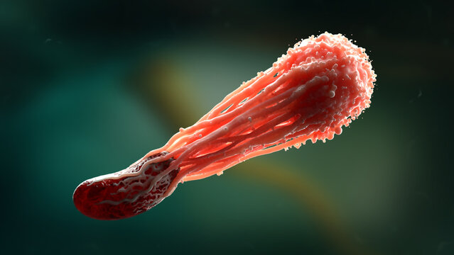 Macrophages feeding on bacterium under microscope