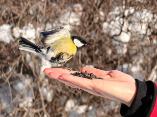 The bird eats from the hand. Titmouse in flight sits on a woman's hand, the photo is in motion. Helping birds in winter, concept.