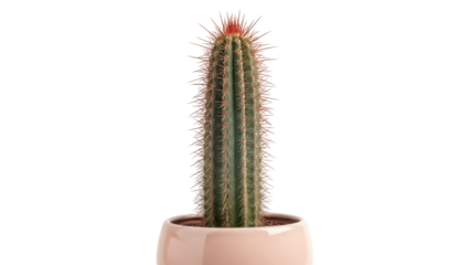 Green cactus in a pink pot isolated PNG, spiky succulent plant for desert flora and home decor design on transparent background