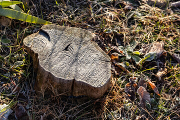 Weathered tree stump in frosty grass, a natural textured subject perfect for environmental design, seasonal concepts, nature storytelling, sustainability themes, and organic background visuals