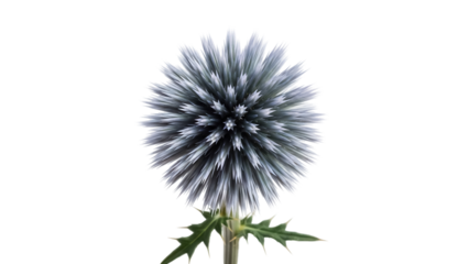 Globe thistle flower isolated PNG on transparent background, Echinops sphaerocephalus with spiky blue petals for botanical design