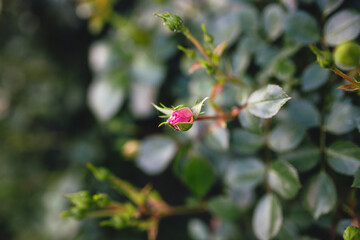Opening Rose Buds in the Garden, Delicate Rose Petals Beginning to Bloom in Soft Natural Light