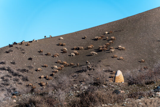 A flock of sheep grazes on a empty winter hillside under a clear blue sky in Kyrgyzstan. On the right is a balbal, an ancient stone anthropomorphic statue.