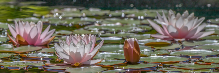Panoramic Lily Pond with Pink Water Lilies on Lily Pads Representing Summer Tranquility and Nature Beauty