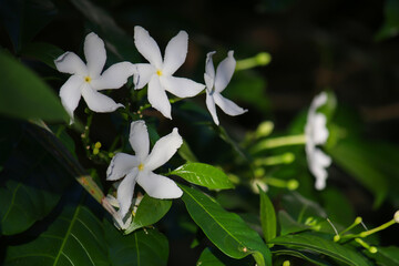 Beautiful white star-shaped flowers of Tabernaemontana hallei (Apocynaceae)