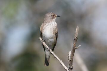 An adult spotted flycatcher (Muscicapa striata) is photographed close-up against a blurred background.