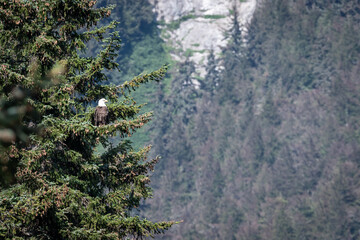Bald eagle perched calmly on a tree branch in an Alaskan forest.
