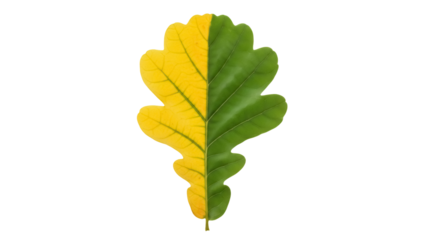 Half green half yellow oak leaf isolated PNG, autumn foliage on transparent background for seasonal design and educational use
