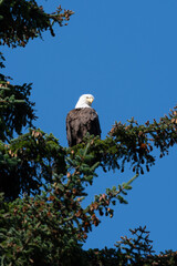Bald eagle perched calmly on the branch of a pine tree on a clear, sunny day. Alaska