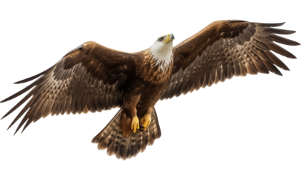 Majestic golden eagle flying PNG isolated on transparent background, powerful bird of prey with outstretched wings for wildlife and nature designs