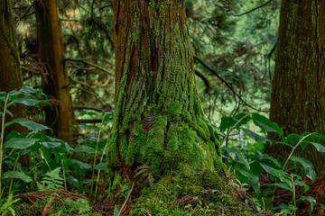 Tree trunk with moss and plants in forest on S&atilde;o Miguel Island