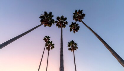 Tall palm trees reaching up to sunset sky