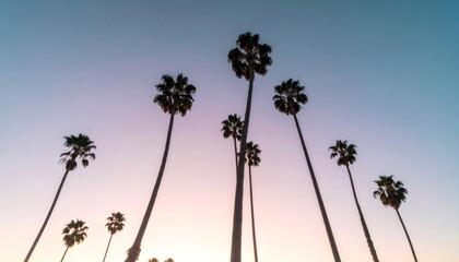 Palm trees silhouetted against a gradient sunset sky