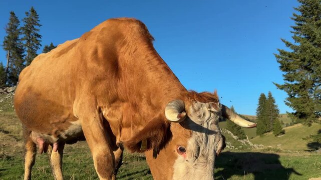 Close up footage of a free range cow standing on a mountain pasture with forest trees and clear blue sky in the background, captured in natural daylight.