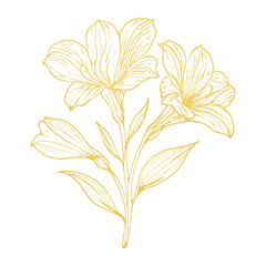 Fototapeta premium PNG Elegant floral line art illustration.