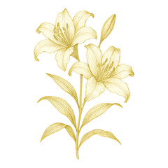 Fototapeta premium PNG Elegant golden lily illustration.