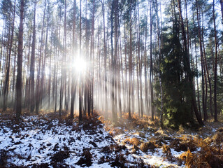 Wysoki, sosnowy las w zimowy słoneczny dzień. Ziemię pokrywa cienka warstwa śniegu. Nad ziemią i między drzewami unosi się mgła oświetlana promieniami słońca.  © boguslavus