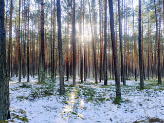 Wysoki, sosnowy las w zimowy słoneczny dzień. Ziemię pokrywa cienka warstwa śniegu. Nad ziemią i między drzewami unosi się mgła oświetlana promieniami słońca.  © boguslavus