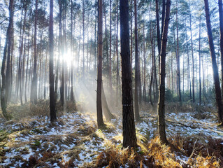 Wysoki, sosnowy las w zimowy słoneczny dzień. Ziemię pokrywa cienka warstwa śniegu. Nad ziemią i między drzewami unosi się mgła oświetlana promieniami słońca. 