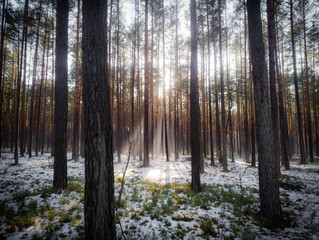 Wysoki, sosnowy las w zimowy słoneczny dzień. Ziemię pokrywa cienka warstwa śniegu. Nad ziemią i między drzewami unosi się mgła oświetlana promieniami słońca. 