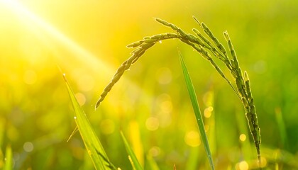 Close-up of rice plant under vibrant sunlight. Blurry green background with sun rays