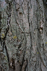 Fototapeta premium Natural tree bark texture with moss and rough surface 
