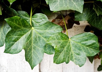 green leaves of a tree
