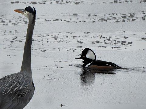 A great blue heron standing in the icy wetland water, while a hooded merganser duck swims by. Winter season, Bombay Hook National Wildlife Refuge, Kent County, Delaware. 