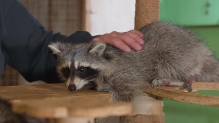 relaxed raccoon lounging on platform white man caregiver soothes with gentle pats slow breathing sleepy eyes tail draped cozy enclosure trustful interaction soft textures tranquil mood