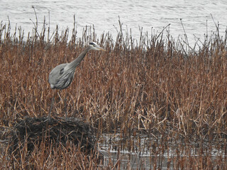 Fototapeta premium A great blue heron, enjoying a cold winter day, within the wetlands of the Bombay Hook National Wildlife Refuge, Kent County, Delaware. 