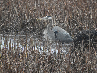 Fototapeta premium A great blue heron, enjoying a cold winter day, within the wetlands of the Bombay Hook National Wildlife Refuge, Kent County, Delaware. 
