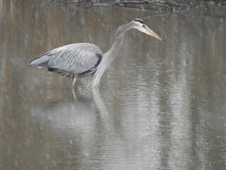 Fototapeta premium A great blue heron, wading through the wetland waters, in search of aquatic prey to eat, during a wet, snow storm. Winter season, Bombay Hook National Wildlife Refuge, Kent County, Delaware. 