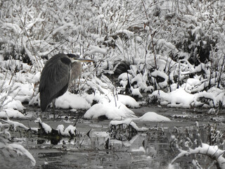Fototapeta premium A great blue heron, enjoying a cold winter day, within the wetlands of the Bombay Hook National Wildlife Refuge, Kent County, Delaware. 